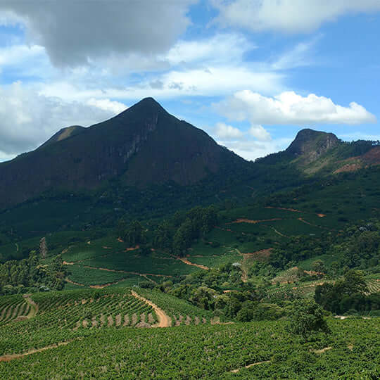 Bio Espresso Gustavo - Kaffeekapseln