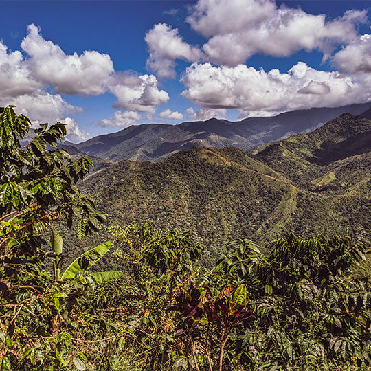 Bio Filterkaffee  - Santa Marta