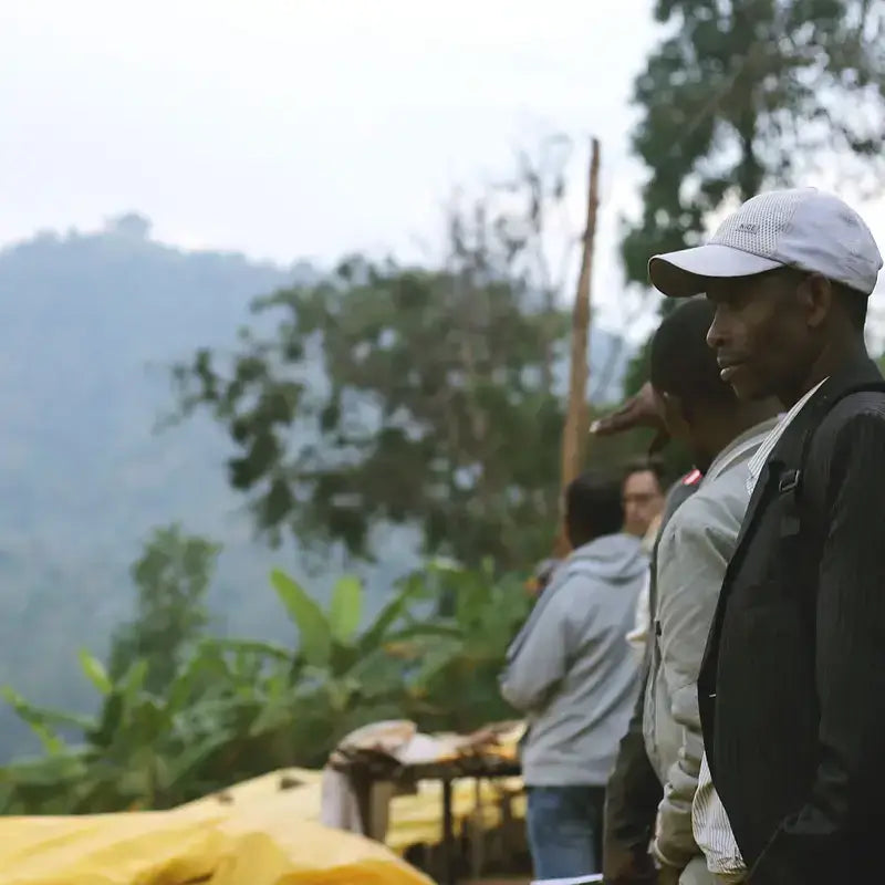 Farmers in a coffee plantation, overlooking green hills during the harvest season, showcasing sustainable agriculture practices.