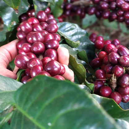 Bio Espresso - Soares