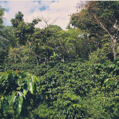 Bio Espresso  - Jaime Urías - Limited Edition