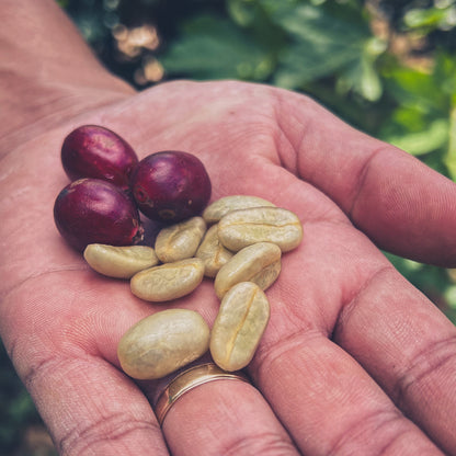 Bio Filterkaffee  - Don Rosalío - Limited Edition